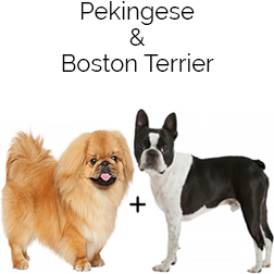 Bostinese Dog